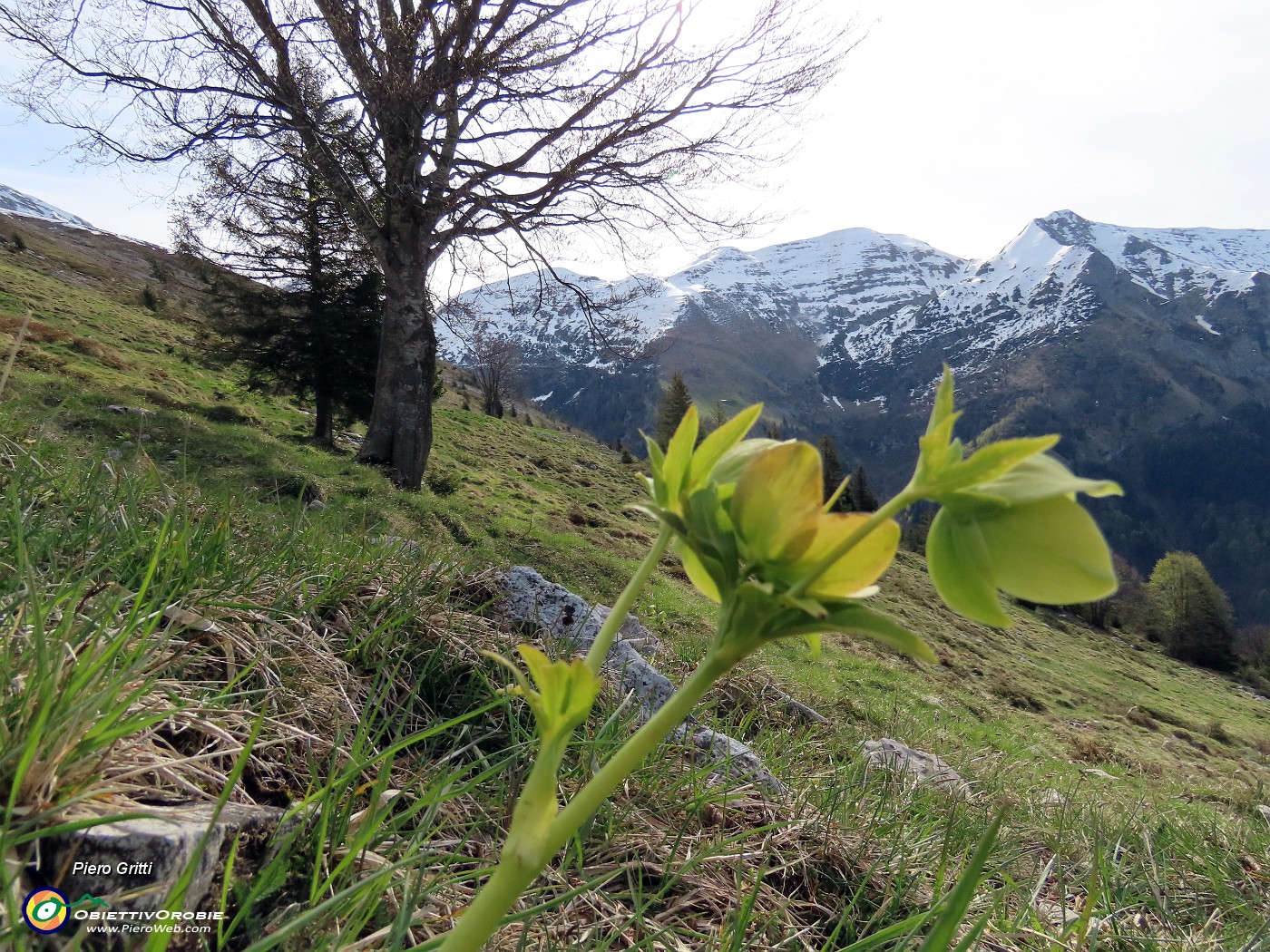 12 Helleborus viridis (Elleboro verde) con vista in Cimetto-Foppazzi-Grem).JPG